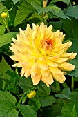 DAHLIA LELLE
