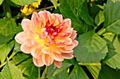 DAHLIA ERNA PANZER