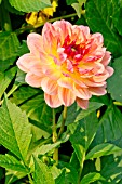 DAHLIA ERNA PANZER