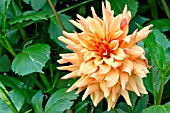 DAHLIA FRENCH CANCAN