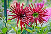 DAHLIA NUIT DETE