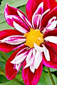 DAHLIA LA CIERVA