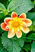 DAHLIA COMEDIE