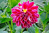 DAHLIA PURPLE PEARL