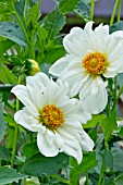 DAHLIA ALPEN CHERUB