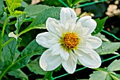 DAHLIA ALPEN CHERUB