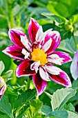 DAHLIA LA CIERVA