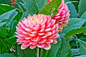 DAHLIA MELODY ALLEGRO