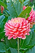 DAHLIA MELODY ALLEGRO