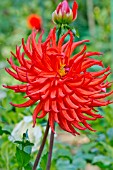 DAHLIA LADY IN RED