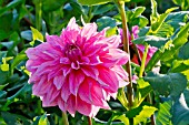 DAHLIA JERSEYS BEAUTY