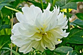 DAHLIA PRINZESSIN IRENE VON PREUSSEN