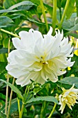 DAHLIA PRINZESSIN IRENE VON PREUSSEN