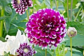 DAHLIA EDINBURGH