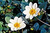 DAHLIA HAPPY DAYS WHITE