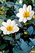 DAHLIA HAPPY DAYS WHITE