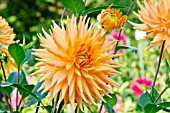 DAHLIA EMBRACE