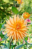 DAHLIA EMBRACE