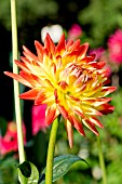 DAHLIA ISADORA