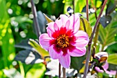 DAHLIA HAPPY SINGLE WINK