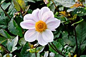 DAHLIA CORY