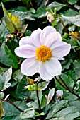 DAHLIA CORY