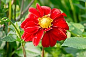 DAHLIA EOLE