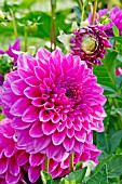 DAHLIA PARIS XI