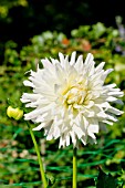 DAHLIA MAGIC MOMENT