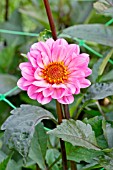 DAHLIA ROSAMUND CLASSIC