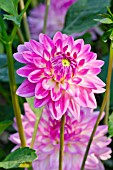 DAHLIA SWEETIE