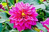 DAHLIA MIGNONNE