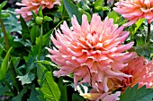 DAHLIA GALLERY LEONARDO
