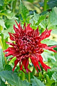 DAHLIA NORMANDIE SUNSET