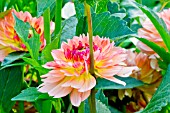 DAHLIA ERNA PANZER