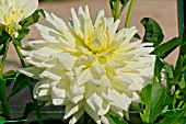 DAHLIA CREME DE LA CREME