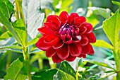 DAHLIA ALFRED LORENZEN