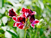 PELARGONIUM BLICK