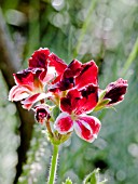 PELARGONIUM BLICK