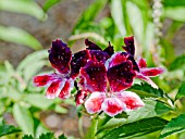 PELARGONIUM VILLAGE HILL OAK