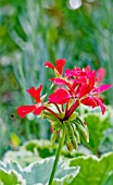 PELARGONIUM HILLS MAJESTY