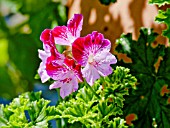 PELARGONIUM TIP TOP DUET