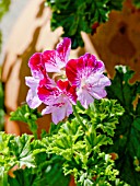 PELARGONIUM TIP TOP DUET