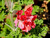 PELARGONIUM SHRUBLAND