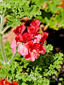 PELARGONIUM SHRUBLAND