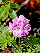 PELARGONIUM MRS KINGSLEY