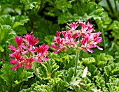 PELARGONIUM CONCOLOR LACE