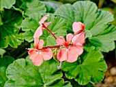 PELARGONIUM (SALMON COLOURED)