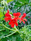 PELARGONIUM CLARET ROCK UNIQUE