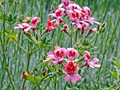 PELARGONIUM ROLLERS SATANIQUE